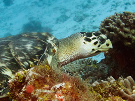 056 Hawksbill Sea Turtle IMG_8278