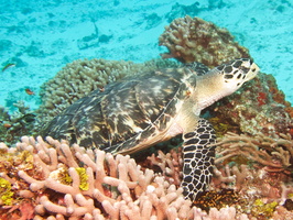 057 Hawksbill Sea Turtle IMG_8279