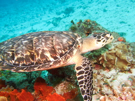 058 Hawksbill Sea Turtle IMG_8281