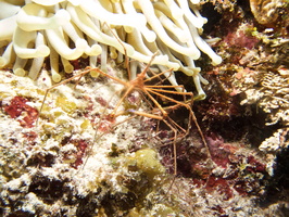 059 Yellowline Arrowcrab and Giant Anemone IMG_8283