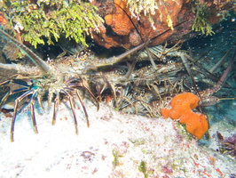 060 Pile of Spiny Lobsters IMG_8285