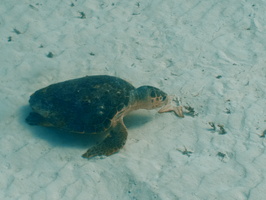 009 Hawksbill Sea Turtle eating a Cushion Starfish IMG_8289