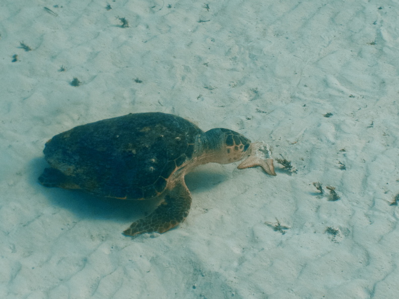 009 Hawksbill Sea Turtle eating a Cushion Starfish IMG_8289.jpg
