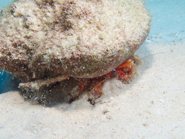 014 Hermet Crab IMG_8296