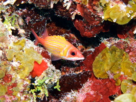 023 Longjaw Squirrelfish IMG_8313