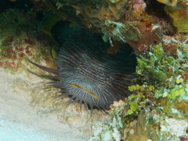 025 Splendid Toadfish IMG_8320