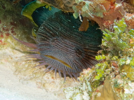 026 Splendid Toadfish IMG_8321