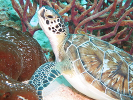 027 Green Sea Turtle IMG_8324