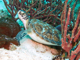 028 Green Sea Turtle IMG_8325