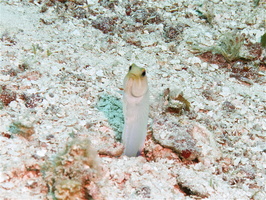 030 Yellowhead Jawfish IMG_8333