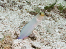 031 Yellowhead Jawfish IMG_8334