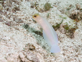 032 Yellowhead Jawfish IMG_8335