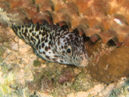 026 Juvenile Spotted Moray IMG_9090