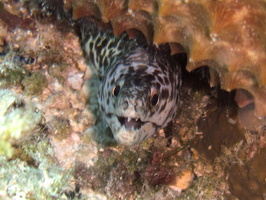 027 Juvenile Spotted Moray IMG_9091