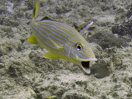 030 Blue Stripped Grunt with Mouth Open  IMG_9097