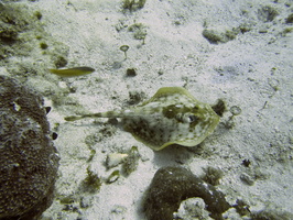 031 Yellow Stingray IMG_9105