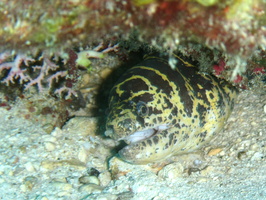 032 Chain Moray Eel IMG_9109