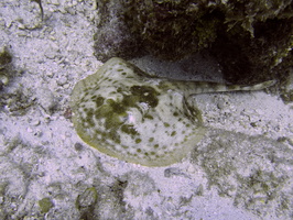 034 Yellow Stingray IMG_9112