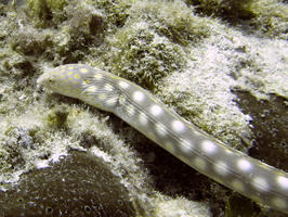 035 Snake Eel IMG_9115