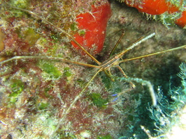 036 Yellowline Arrow Crab  IMG_9123