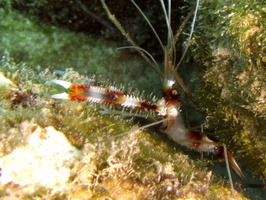 037 Banded Coral Shirmp IMG_9125