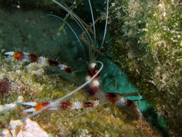 038 Banded Coral Shrimp IMG_9126