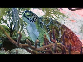 Green Sea Turtle