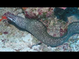 Spotted Moray Eel