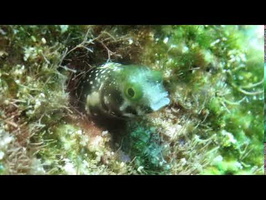 Secretary Blenny