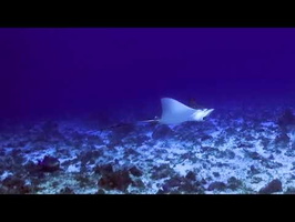 Spotted Eagle Ray