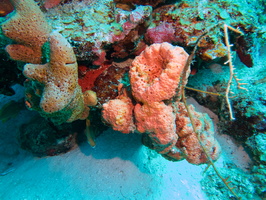 007  Orange Ball Sponge and Card Volcano Sponge IMG_8342