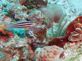008  Striped Parrotfish Juvenile IMG_8344
