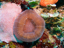 010  Artichoke Coral IMG_8346