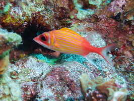 013  Longjaw Squirrelfish IMG_8350