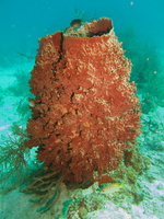 014  Just Barrel Sponge IMG_8351