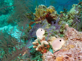 015  Foureye Butterflyfish IMG_8353