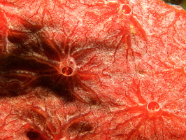 018  Pink and Red Encrusting Sponge IMG_8356