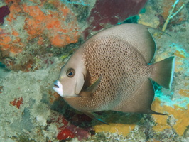 024  Gray Angelfish IMG_8364