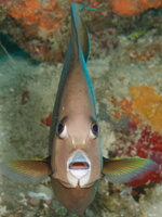 025  Gray Angelfish IMG_8365