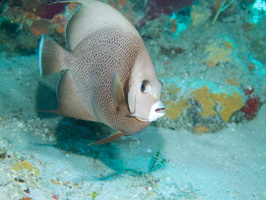 026  Gray Angelfish IMG_8366