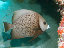 027  Gray Angelfish IMG_8367