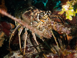 028  Spiny Lobster IMG_8369