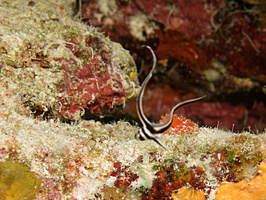 030  Juvenile Spotted Drumfish IMG_8370