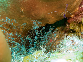 033  Corkscrew Anemone and Pederson Shrimp IMG_8377