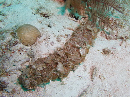 034  Sea Cucumber IMG_8378