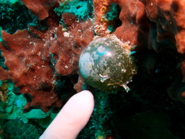 037  Large Sea Perl with finger for scale IMG_8381