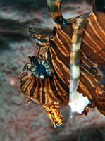 038  Lionfish IMG_8384