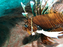 039  Lionfish IMG_8385