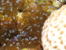 040  Pederson Shrimp on Knobby Anemone IMG_8386