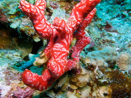 041  Red Encrusting Sponge IMG_8388